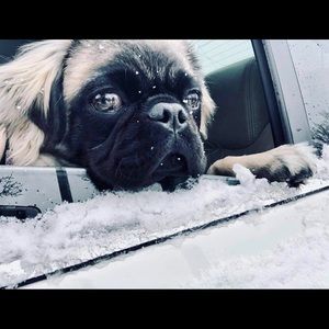 Meet your Posher, Vencel